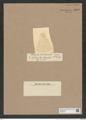 Hyalodiscus levis Ehr. (de-Toni-Nr.: Genus 219, Species 5496) Zeichnungen Sammlung Grunow Nr. 9440 (NHMW-BOT-W0379296)
